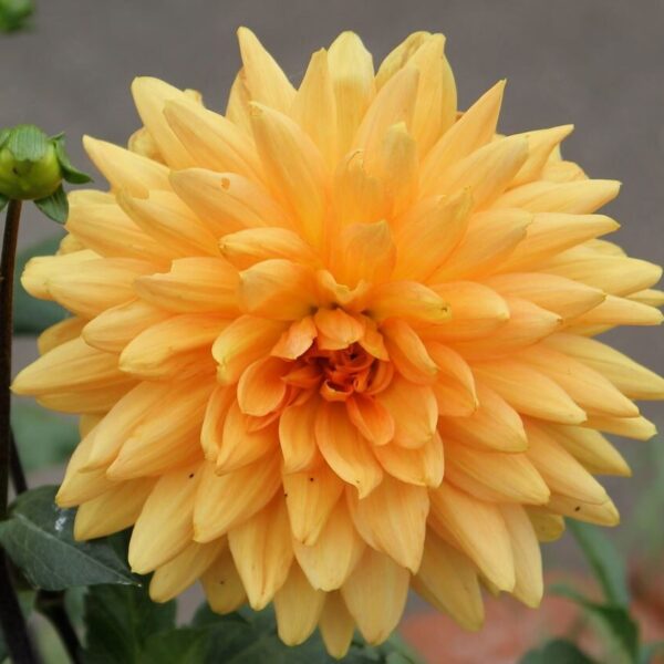 Dahlia Noordwyks Glory Tubers