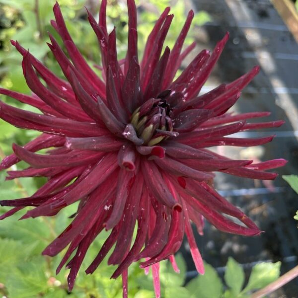 Dahlia Nuit D'Ete Tubers