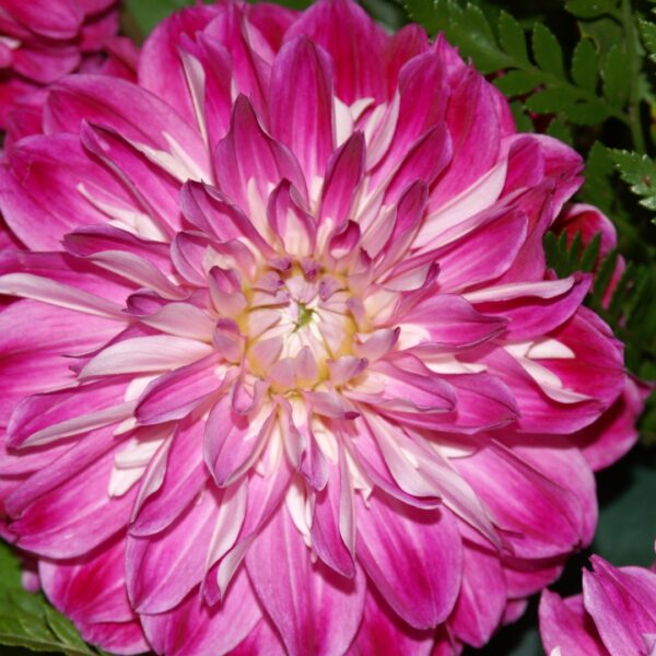 Dahlia Optic Illusion Tubers