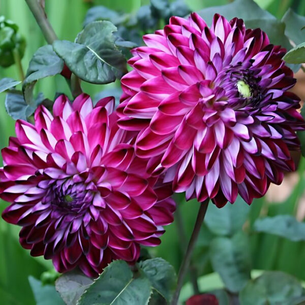Dahlia Osirium Tubers
