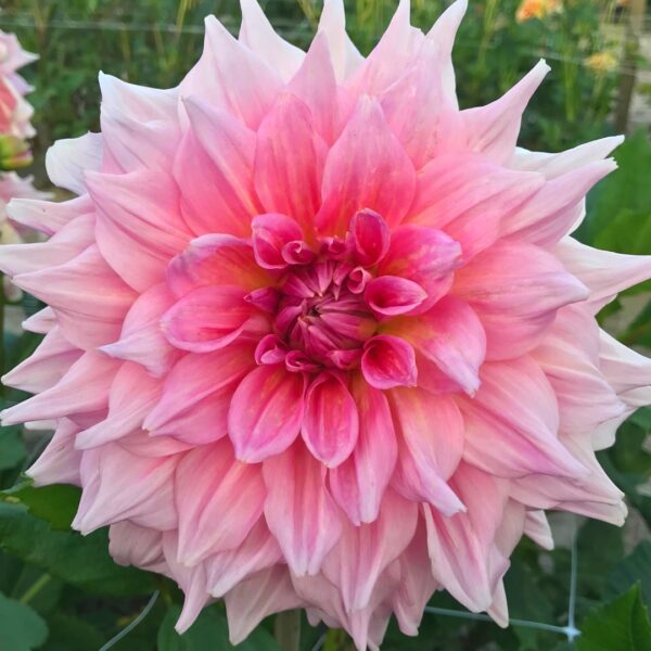 Dahlia Ottos Thrill Tubers