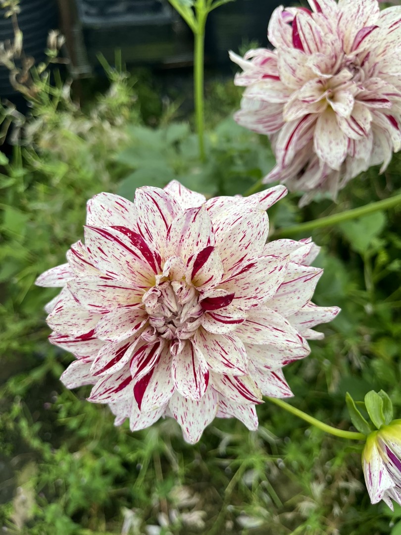 Dahlia Painted Lady Tubers