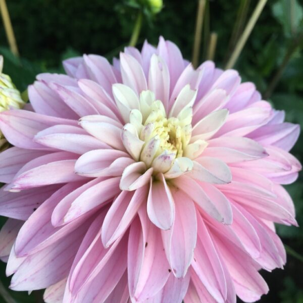 Dahlia Paradise City Tubers