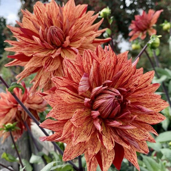 Dahlia Pippi Tubers