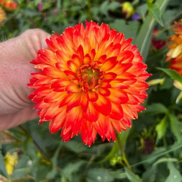 Dahlia Procyon Tubers