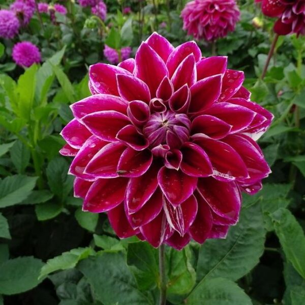Dahlia Purple Pearl Tubers