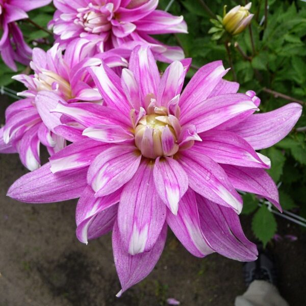 Dahlia Razzle Dazzle Tubers