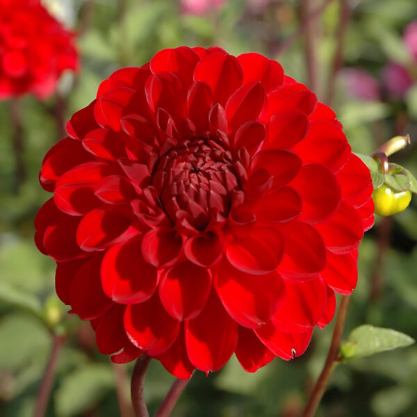 Dahlia Red Jill Tubers