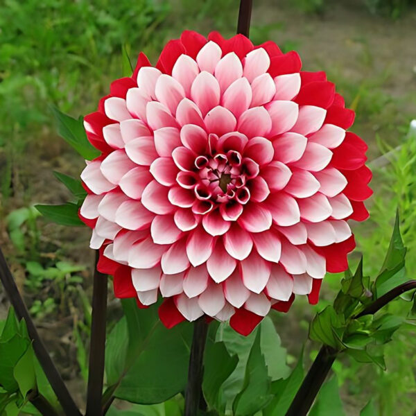 Dahlia Rexona Tubers