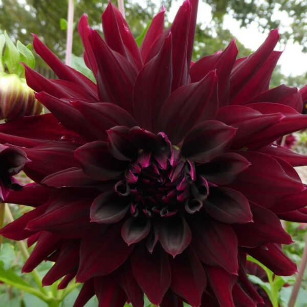 Dahlia Rip City Tubers