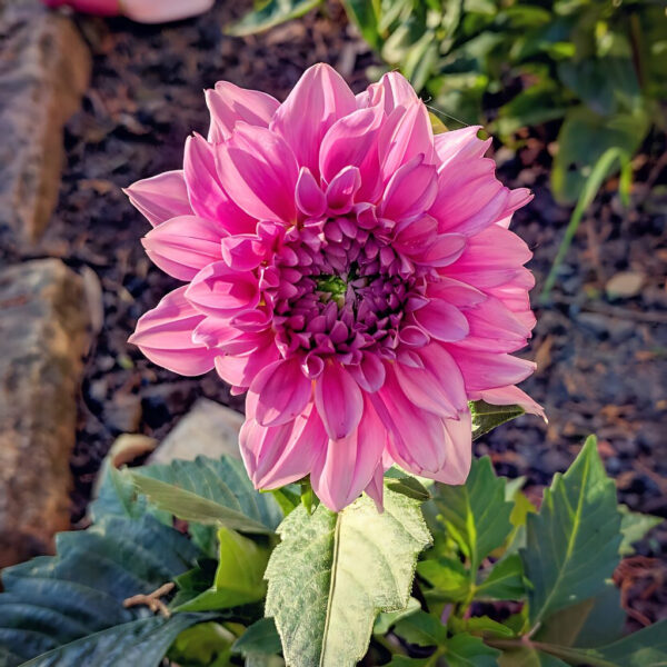 Dahlia Rosella Tubers