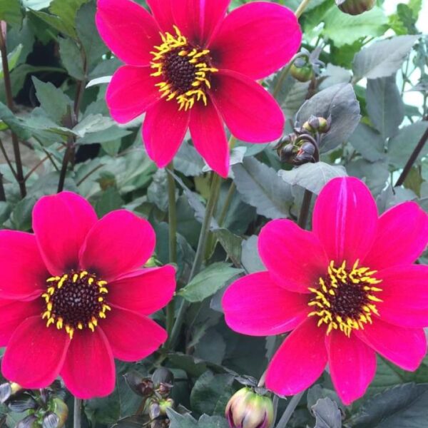 Dahlia Roxy Tubers