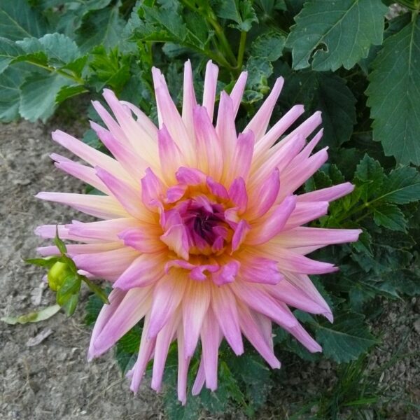 Dahlia Sabrina Tubers