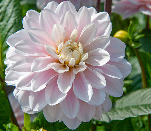 Dahlia Silver Years Tubers