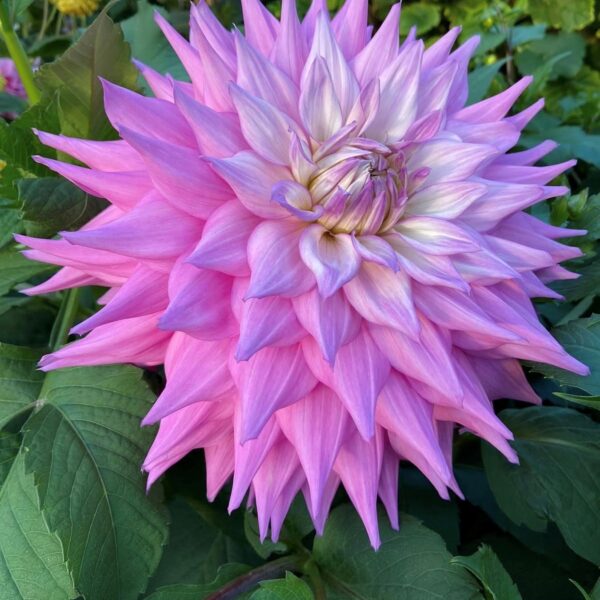 Dahlia Sir Alf Ramsey Tubers