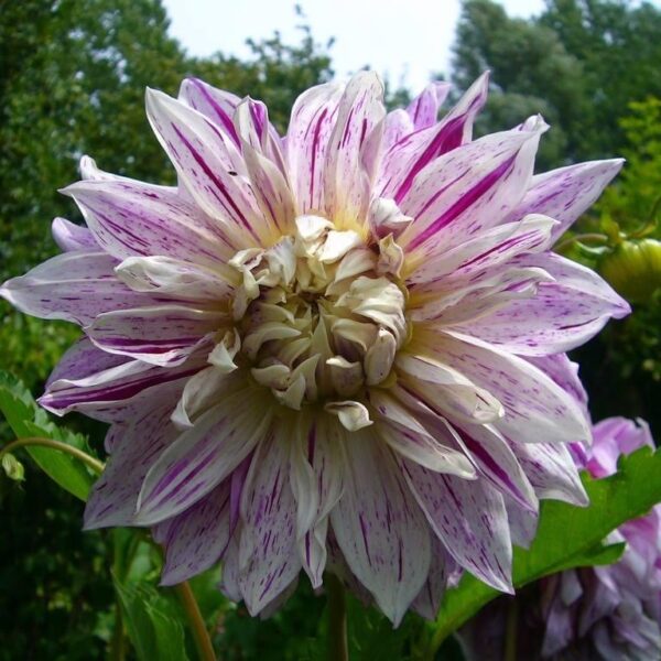 Dahlia Smokey Tubers