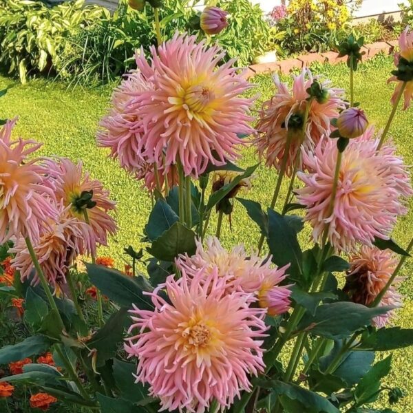 Dahlia Star Elite Tubers