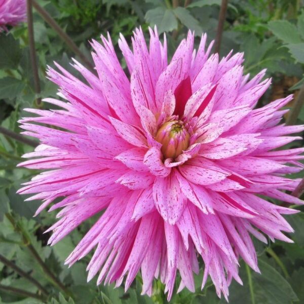 Dahlia Striped Ambition Tubers