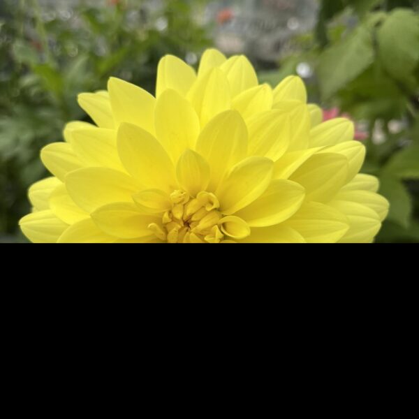 Dahlia Sun Lady Tubers
