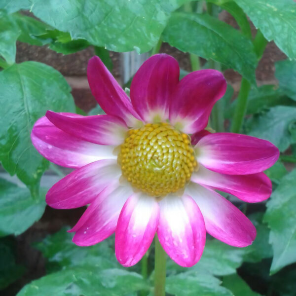 Dahlia Sweetheart Tubers