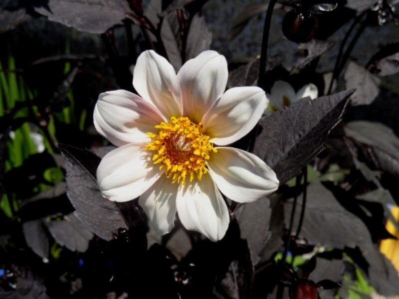Dahlia Twynings After Eight Tubers