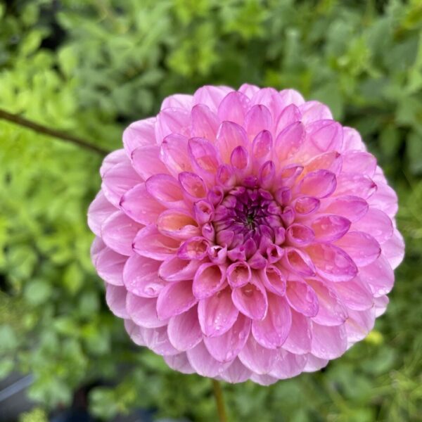 Dahlia Wine Eyed Jill Tubers