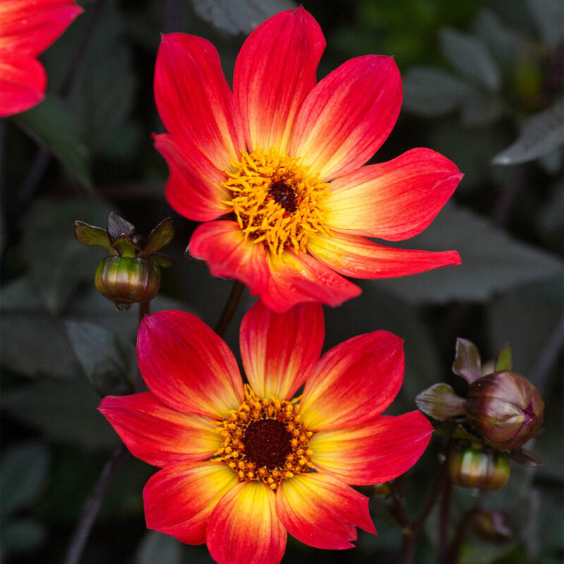 Dahlia Happy Days Red Flame Tubers