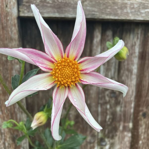 Dahlia Honka Fragile Tubers