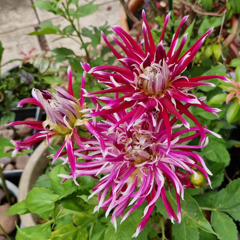 Dahlia Hollyhill Spider Woman Tubers