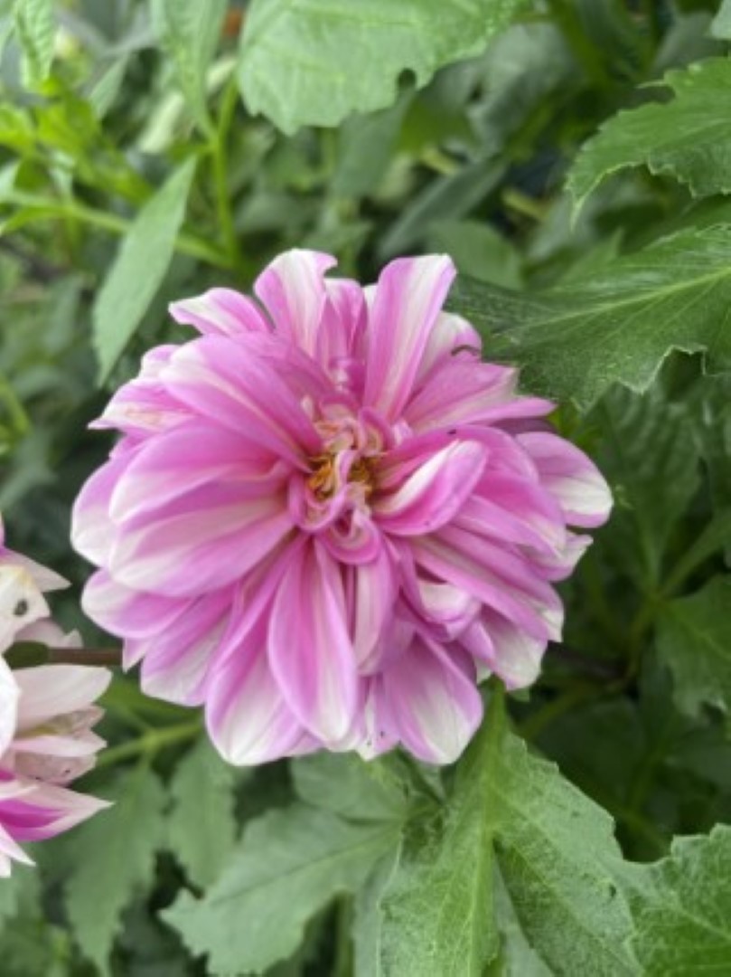 Dahlia Priceless Pink Tubers - Image 4