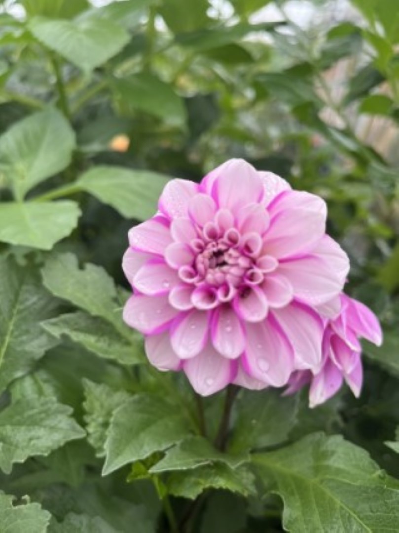 Dahlia Priceless Pink Tubers - Image 2