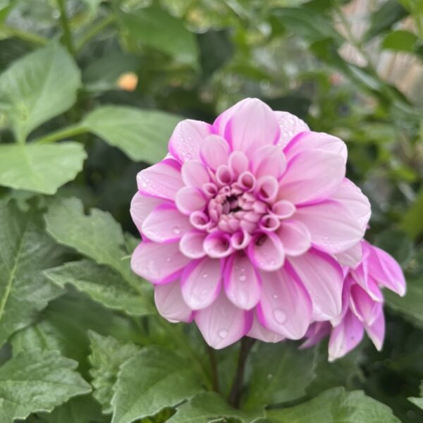Dahlia Priceless Pink Tubers