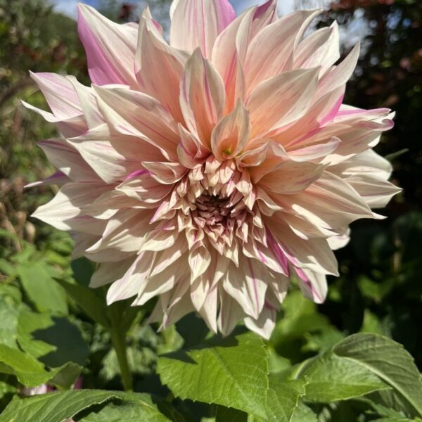 Dahlia Cafe au Lait Twist