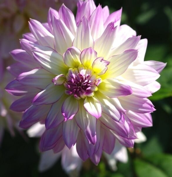 Dahlia Crazy Love Tubers