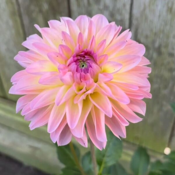 Dahlia Elsi Tubers
