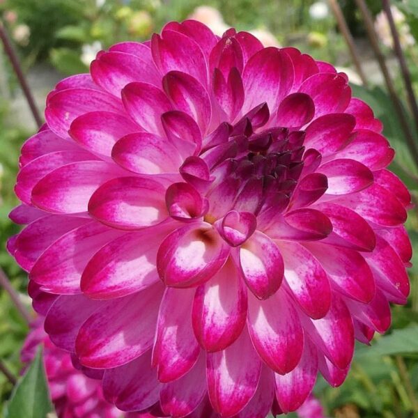 Dahlia Little Robert Tubers