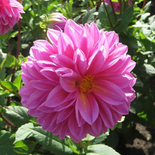 Dahlia Lucky Number Tubers