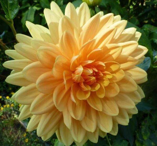 Dahlia Rancho Tubers