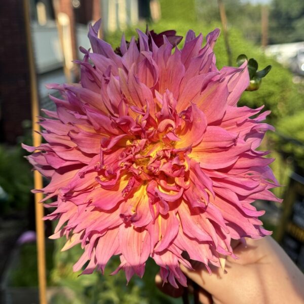 Dahlia Omega Tubers
