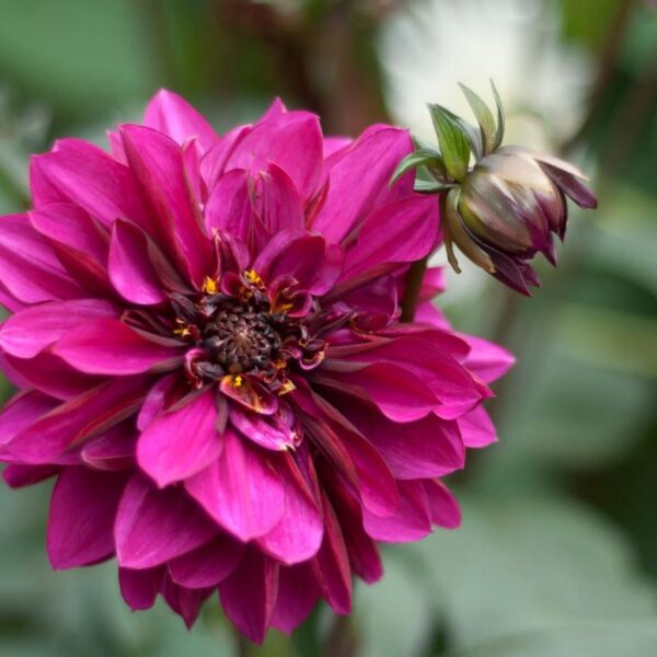 Dahlia Purple Haze Tubers