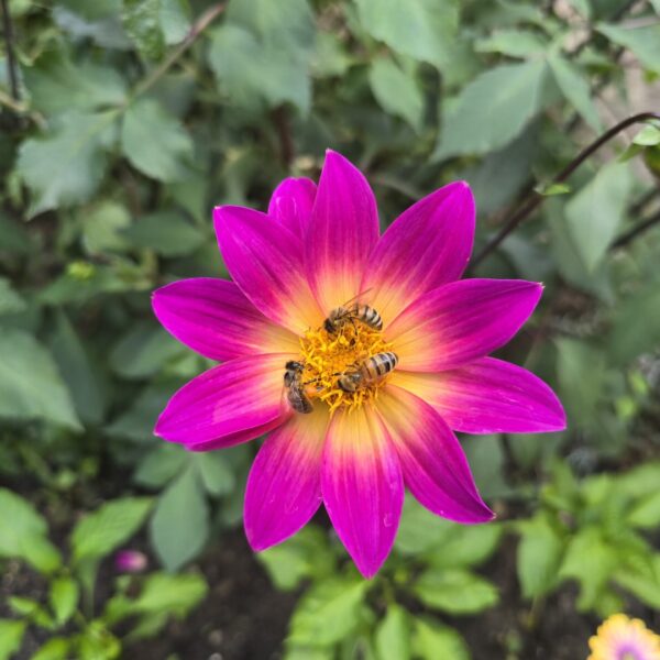 Dahlia Bright Eyes