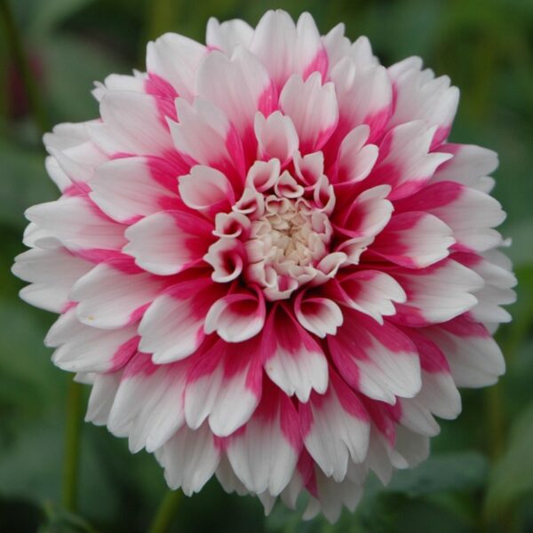 Dahlia Fuzzy Wuzzy Tubers