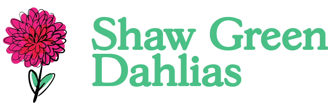 Shaw Green Dahlias