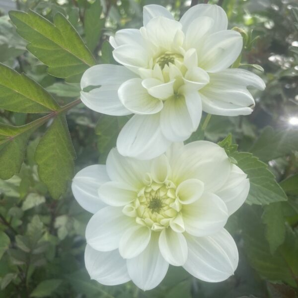 Dahlia Cantarino Tubers