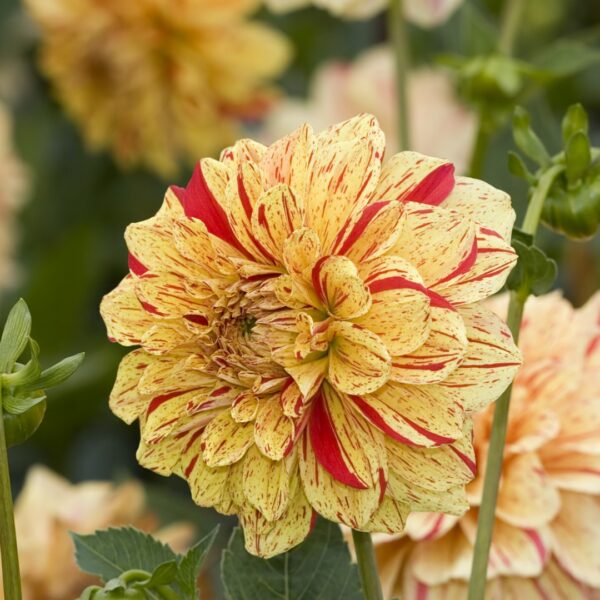 Dahlia Connel’s Gloriosa Tubers
