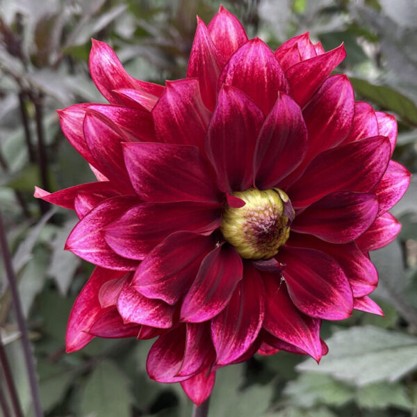 Dahlia Darkarin Tubers