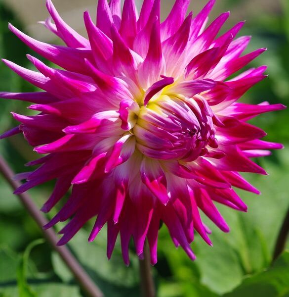 Dahlia Electric Light Tubers