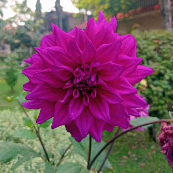 Dahlia Engelhardt’s Matador Tubers