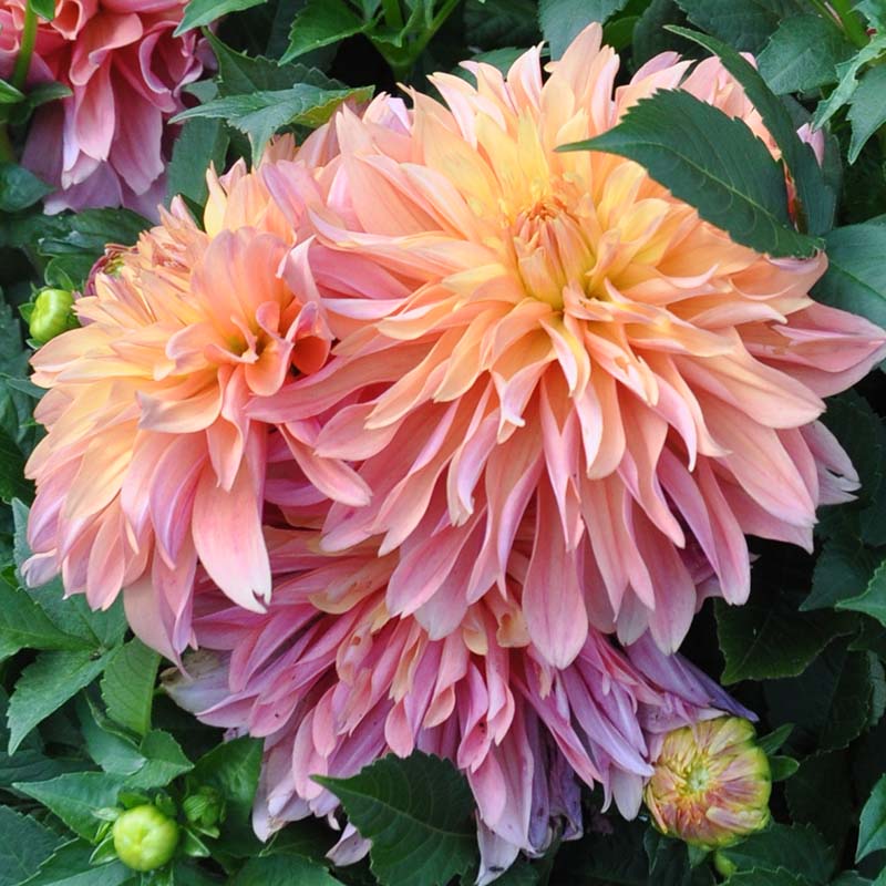 Dahlia Garden Desire Tubers - Shaw Green Dahlias 🇬🇧 UK Trusted Company