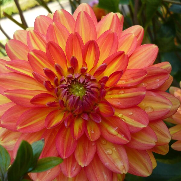 Dahlia Graceland Tubers